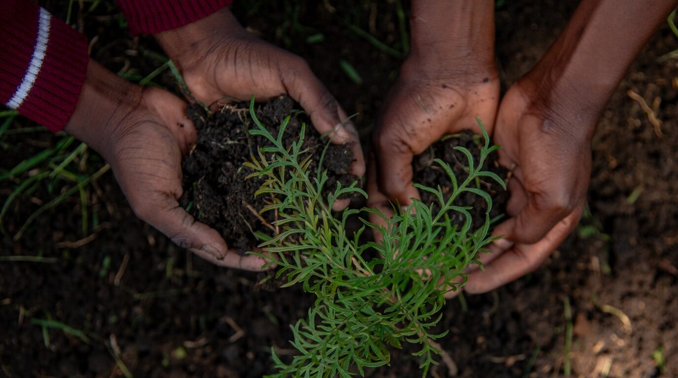 Two pairs of hands cupping soil around a young green seedling.